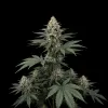 Skywalker