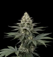 Skywalker