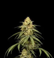 Strawberry Diesel