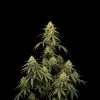 Strawberry Diesel