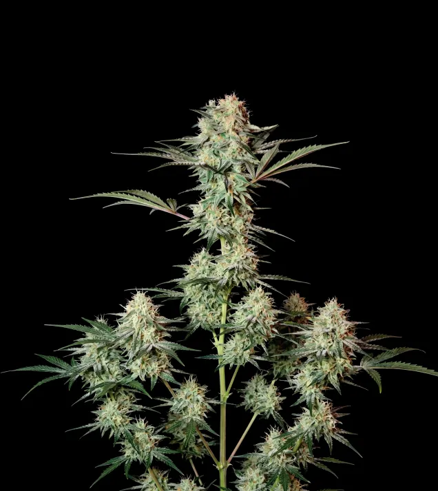 Strawberry Haze