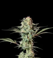 Strawberry Haze