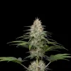 Strawberry Kush