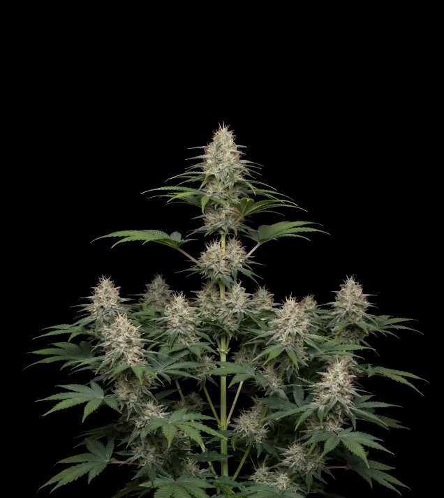 Strawberry Kush