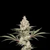 Super Lemon Haze