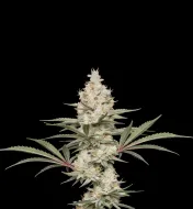 Super Lemon Haze
