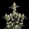 Super Lemon Haze