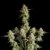 Super Silver Haze Auto