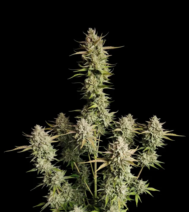 Super Silver Haze Auto