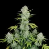 Super Skunk Auto