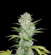 Super Skunk Auto