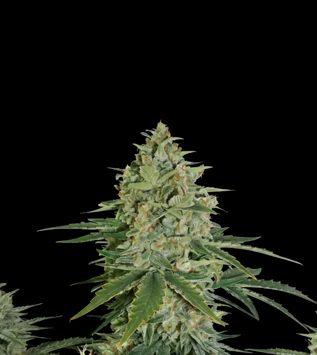 Super Skunk