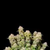 Sweet Island Skunk Fast