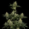 Tangie