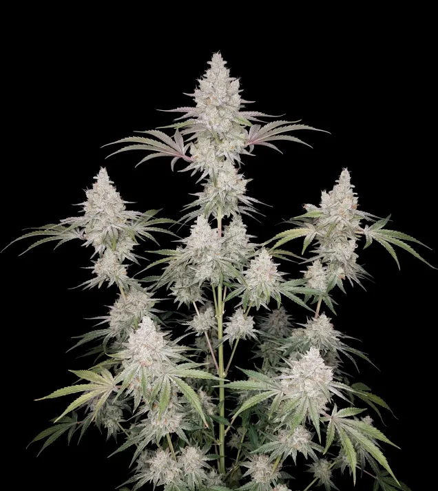 Trainwreck Fast