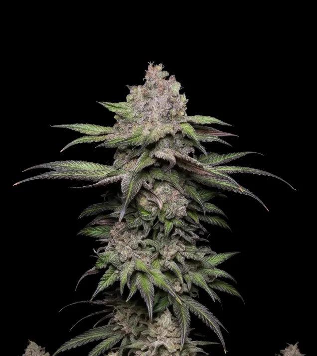 Trainwreck