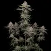 Trainwreck