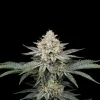 Triangle Kush Auto