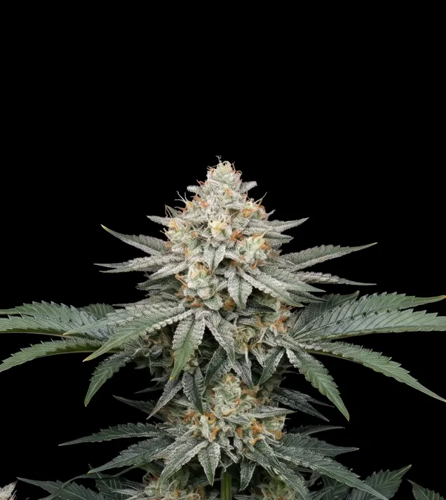 Triangle Kush Auto