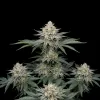 Triangle Kush Auto