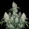 Triangle Kush