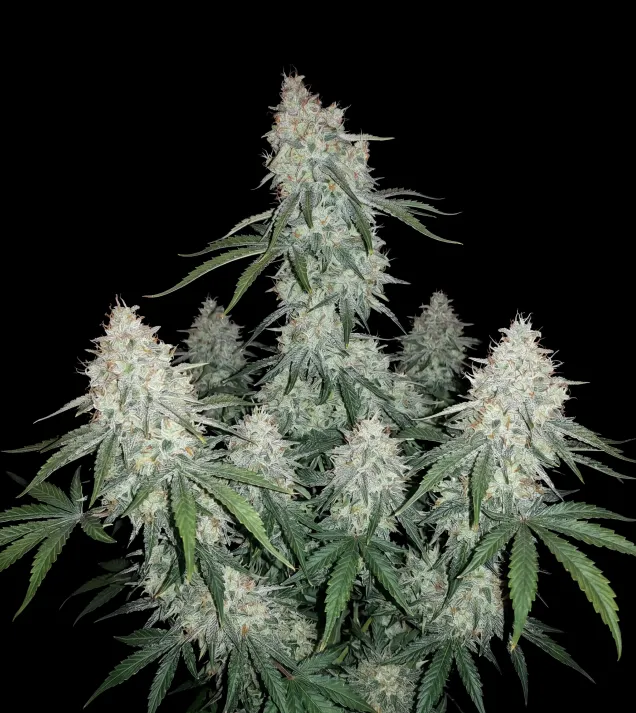 Triangle Kush