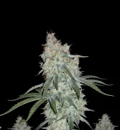 Triangle Kush