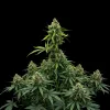 White Russian