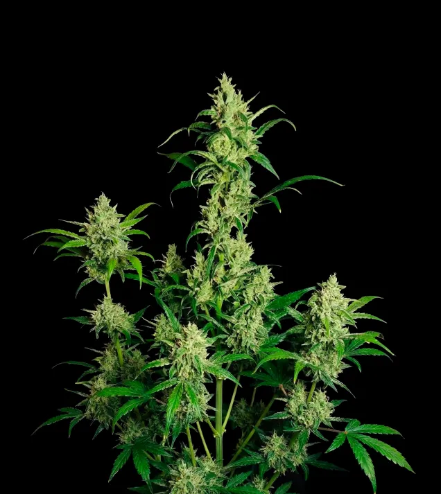 Cheesecake Auto