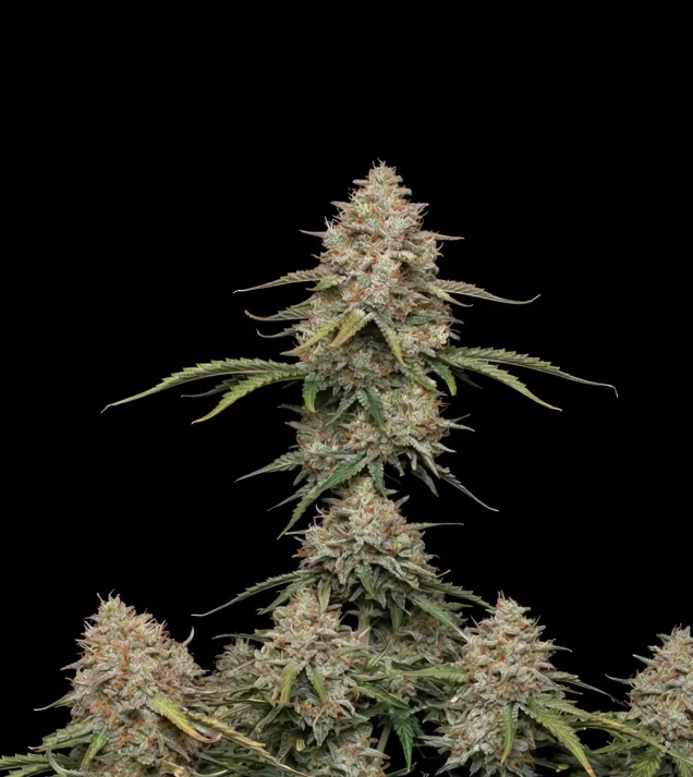 Gorilla Blue Auto