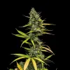 Mimosa Auto