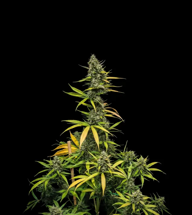 Mimosa Auto