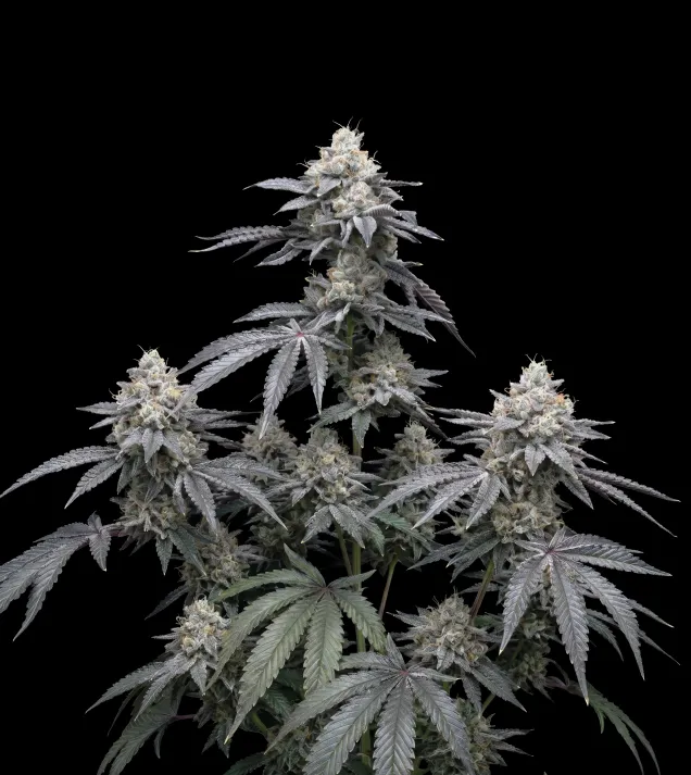 Moonbow