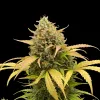 Pineapple Express Auto