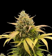 Pineapple Express Auto