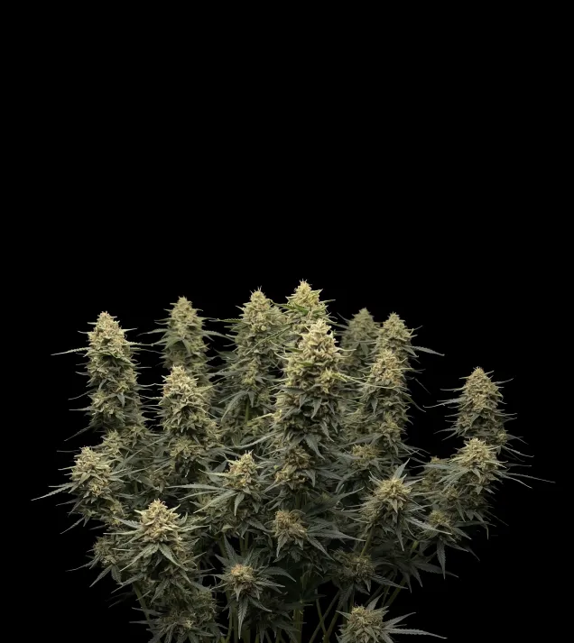 Strawberry Banana Auto