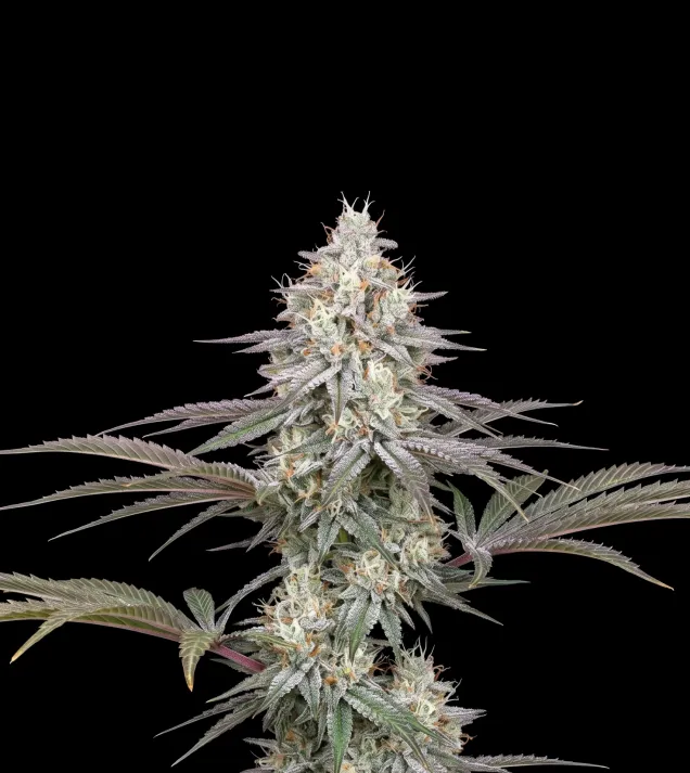 Strawberry Cough
