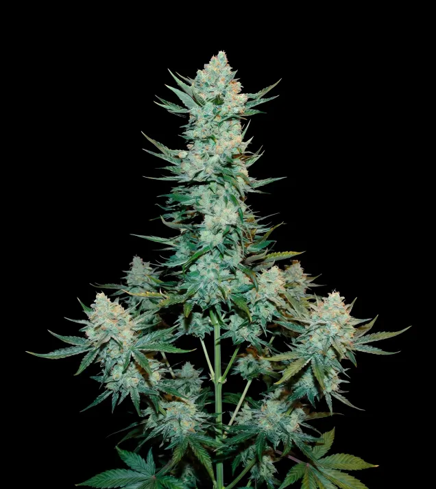 Tangie Auto