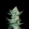 Tangie Auto