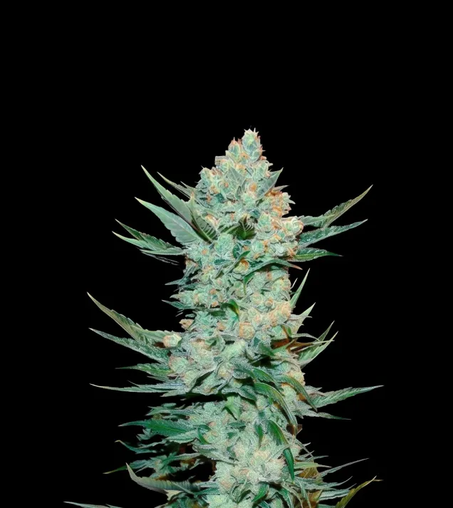 Tangie Auto