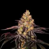Watermelon F1
