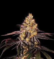 Watermelon F1