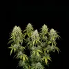 Bubblegum Auto