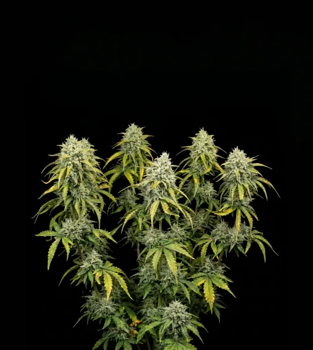 Bubblegum Auto