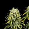 Bubblegum Auto