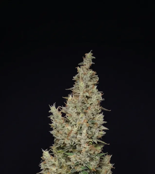 Hindu Kush Auto