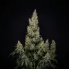 Hindu Kush Auto