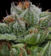 Blueberry Muffin