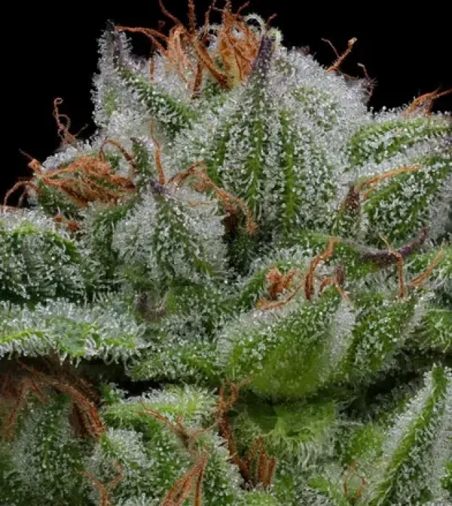 Blueberry Muffin