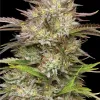California Haze